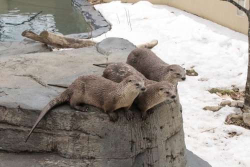 Otter Wet Adorable Fur Water Zoo Animal Mammal