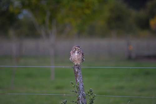 Owl Ave Nature Animals Plumage Peak Beautiful