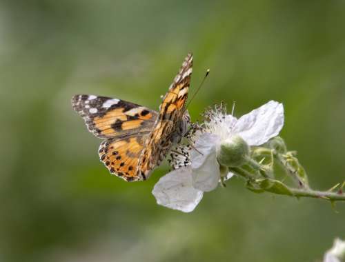 Painted Lady Butterfly Wings Summer Nature Insect