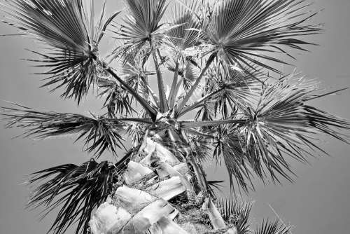 Palm Plant Sky Black And White Palm Leaf Tropical