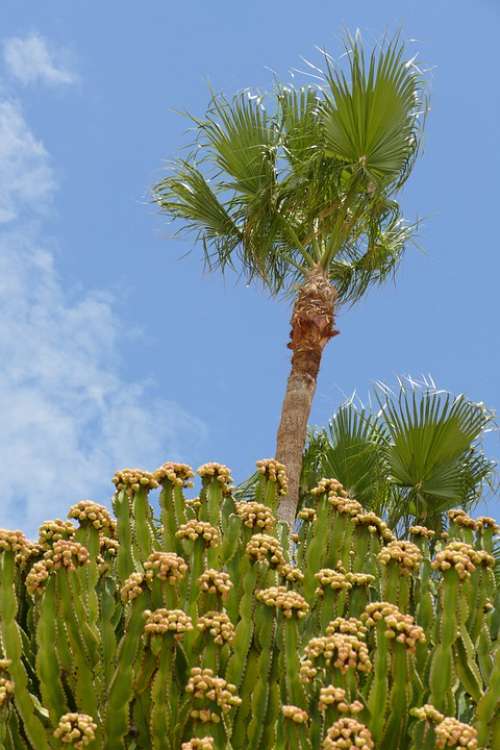 Palm Palm Tree Tree Flora Cactus Inflorescence