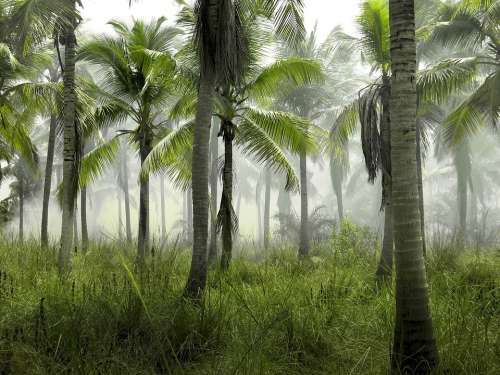 Palm Trees Grass Field Nature Tropical Exotic