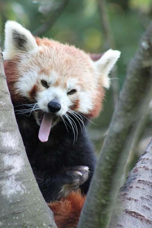Panda Zoo Red Panda Bear Cat Cute Tree Tongue
