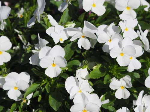 Pansy Plant Flower Spring Nature Garden Bloom