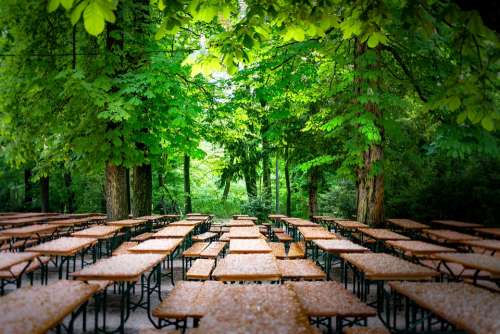 Park Benches Dining Tables Forest Trees