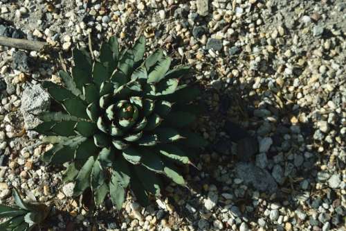 Park Outdoors Agave Plant Cactus Succulent Strong