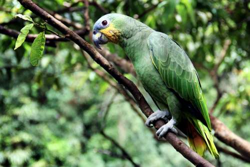 Parrot Bird Amazon Green Exotic Bird Wings