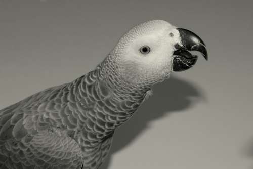 Parrot Beak Plumage Bird Eye Feathers
