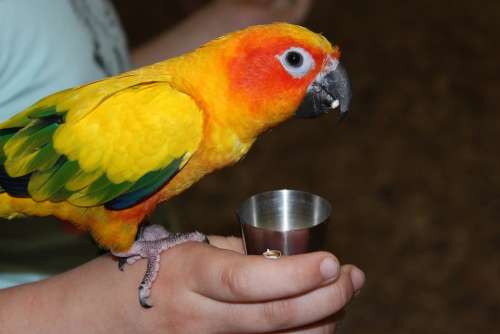 Parrot Color Bird Plumage Feed Exotic Beak