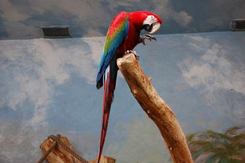 Parrot Bird Zoo Exotic