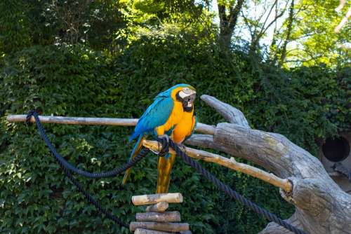 Parrot Color Colorful Plumage Nature Exotic Macaw