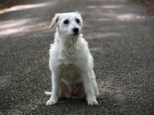 Parson Russell Terrier Terrier Dog Dog Look