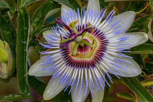 Passion Flower Vine Blossom Bloom Garden Clematis