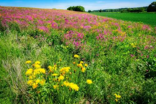 Pasture Meadow Flowers Field Nature Agriculture