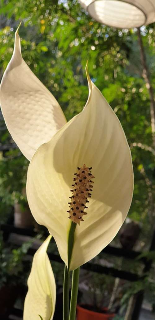 Peace Lily Lilly White Flower Garden