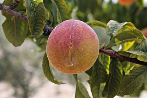 Peach Fruit Healthy Food Fresh Vitamins Mature