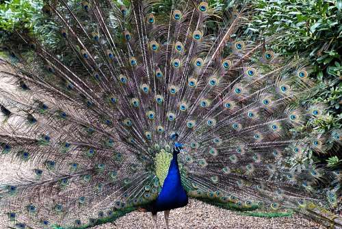 Peacock Bird Feather Plumage Green Blue Color