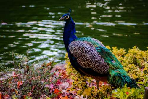 Peacock Colorful Colorful Bird Lake Park Plumage
