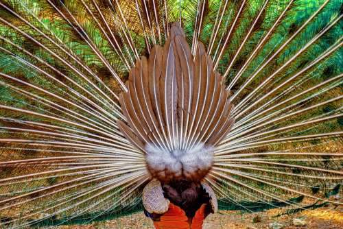 Peacock Bird Feather Wild Wheel Back Animal