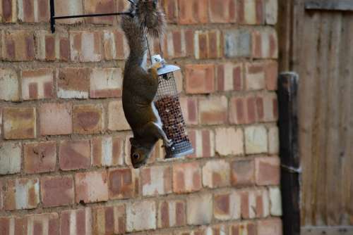 Peanuts Sneaky Treerat Rat Squirrel Thief Nuts