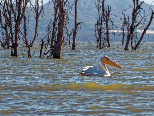Pelican Swim Lake Water White