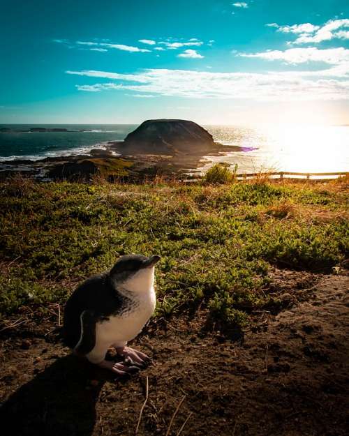 Penguin Iceland Australia Beach Rock Ocean Sea