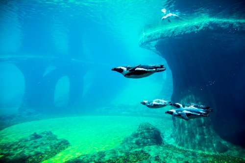 Penguins Aquarium Water Penguin Diving Wrocław