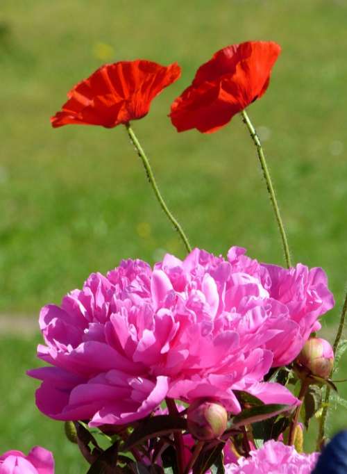 Peonies Poppies Flowers Nature Poppy Red Spring