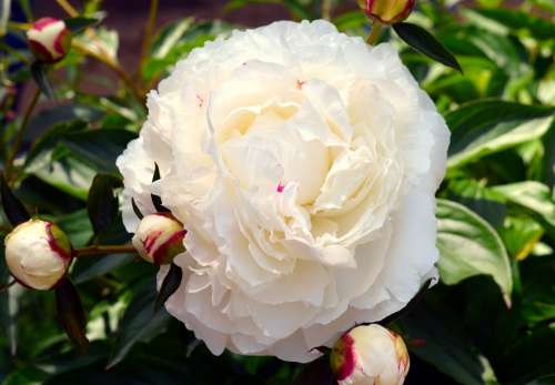 Peony White White Peony Flower Blossom Bloom