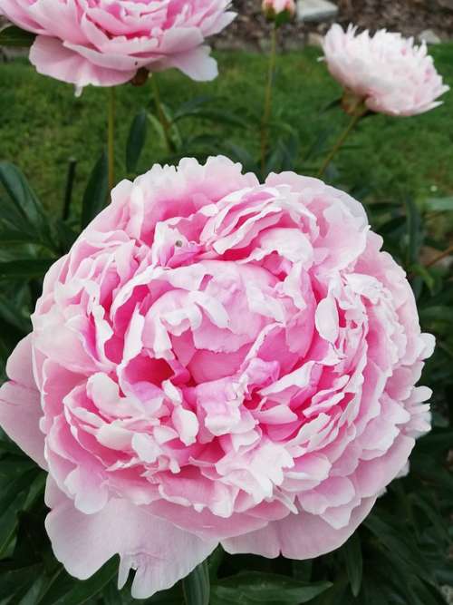 Peony Rose Flower Blossom Bloom Pentecost Nature