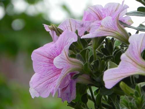 Petunia Summer Spring Blossom Bloom Plant