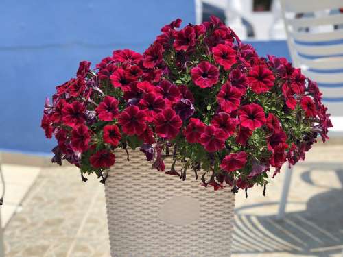 Petunia Flowers Bright Basket