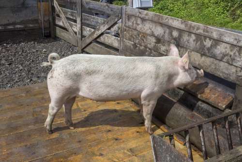 Pig Swine Hog Pork Farming Domestic Agriculture