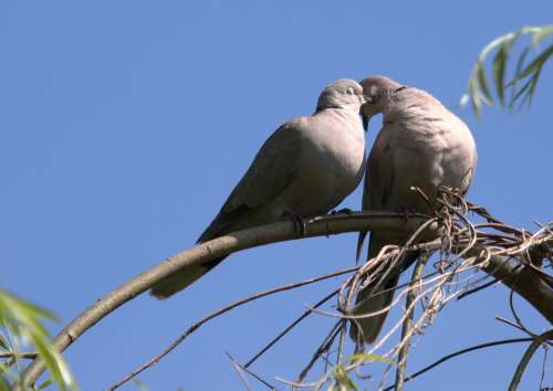 Pigeon Pair Love Couple Romance Together Kiss