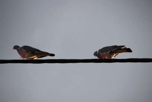 Pigeons Birds Power Line Plumage Flight