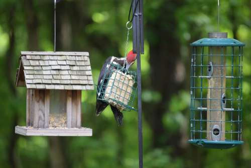 Pileated Woodpecker Woodie Bird Feeder Feeding