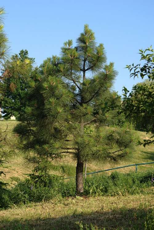 Pine Tree Forest Branch Landscape Green