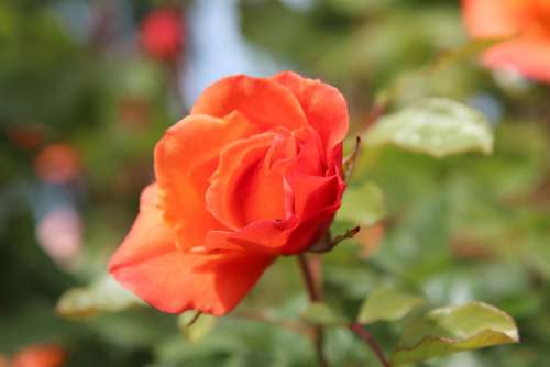 Pink Roses Rose Bud Romantic Botany