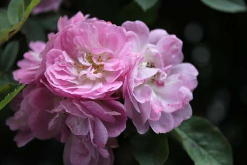 Pink Flower Close-Up