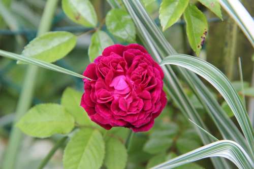 Pink Old Rose Red Rose Rustic Flowering