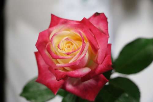 Pink Yellow Variegated Rose Bloom Blossom