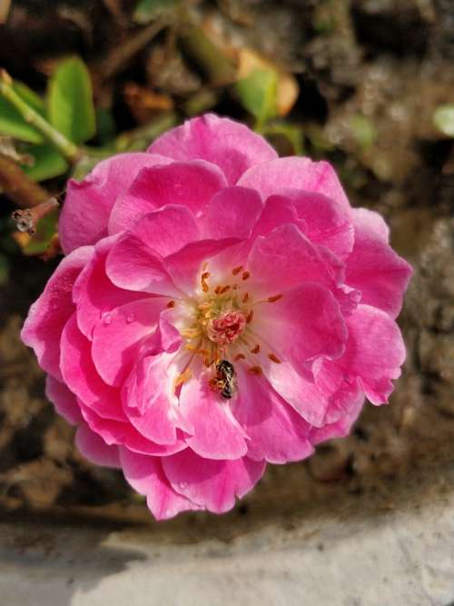 Pink Rose Rosa Flower Nature