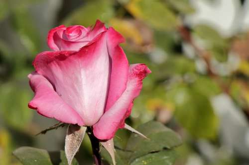 Pink White Rose Rose Nature Flower Bloom Blossom