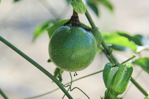 Plant Fruit Food Fresh Natural Green Agriculture