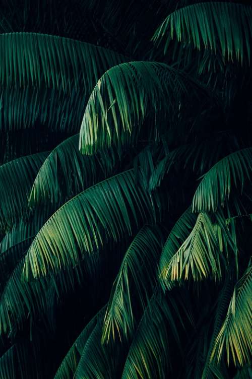 Plant Wallpaper Green Palm Forest Beautifull
