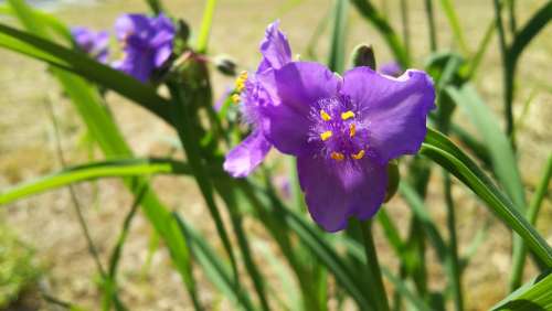 Plant Natural Flowers Purple Tradescantia
