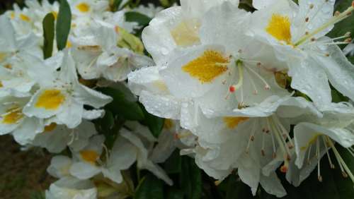 Plant Natural Flowers White Rhododendron