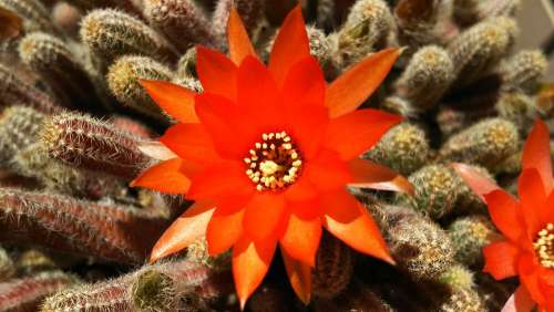 Plant Natural Flowers Orange Cactus