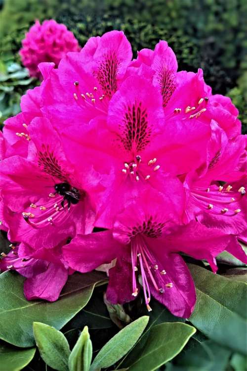 Plant Rhododendron Bee Ornamental Shrub Blossom