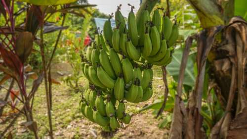 Plant Tree Fruit Banana